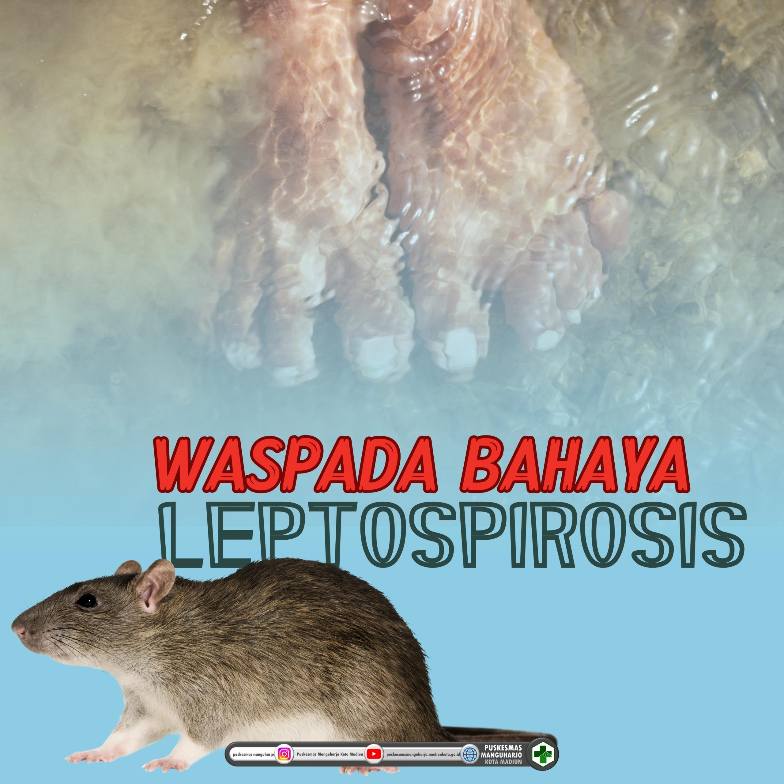 WASPADA BAHAYA LEPTOSPIROSIS